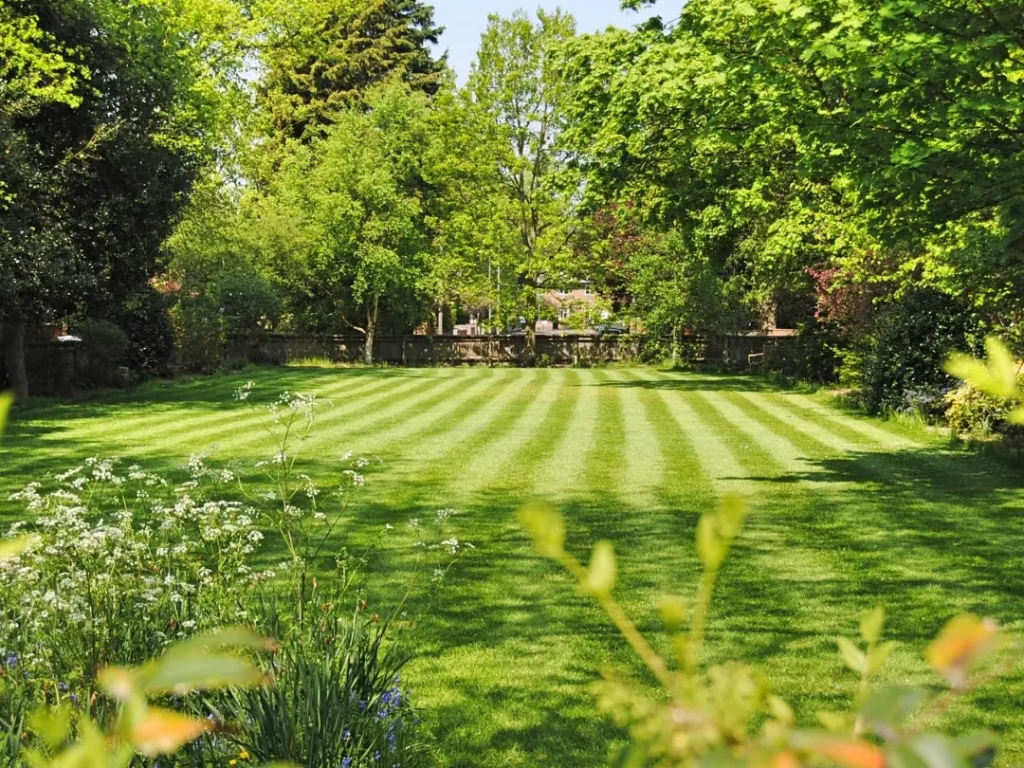 backyard-lawn-mowing-on-sunny-day